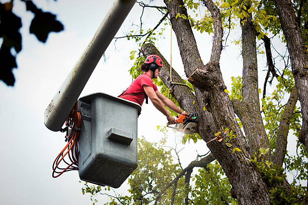 Best Emergency Tree Removal  in Richfield, MN